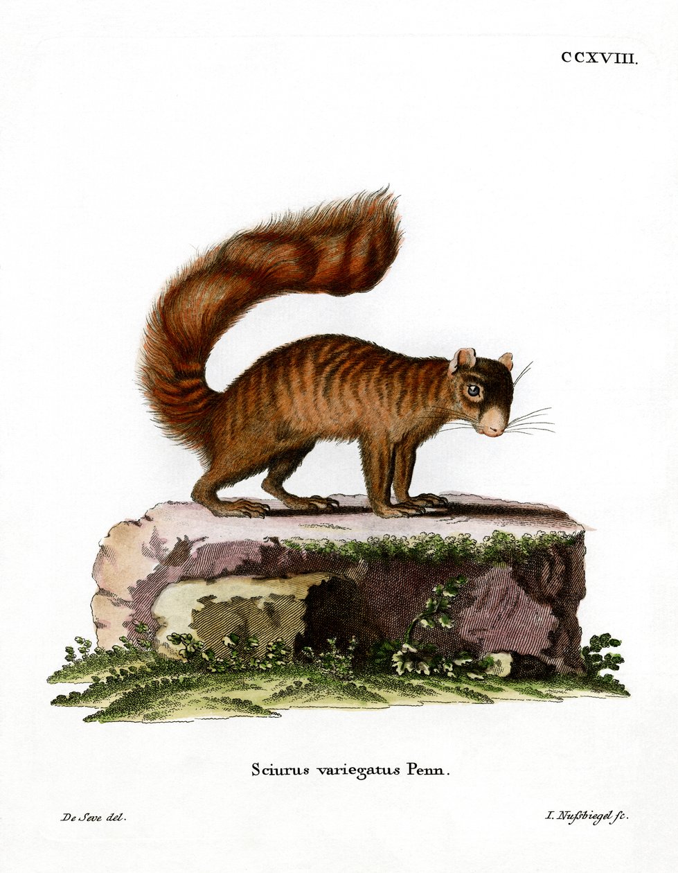 Rock Squirrel (kolorowy grawerunek) autorstwa German School