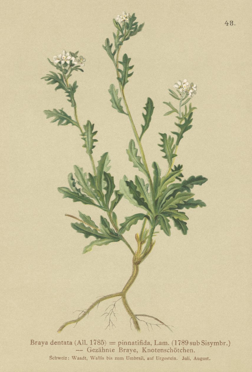 Rzeżucha (Braya dentata, Braya pinnatifida, Murbeckiella pinnatifida, Arabette pennatifida, Trawa Cornacchia pennatifida) autorstwa German School