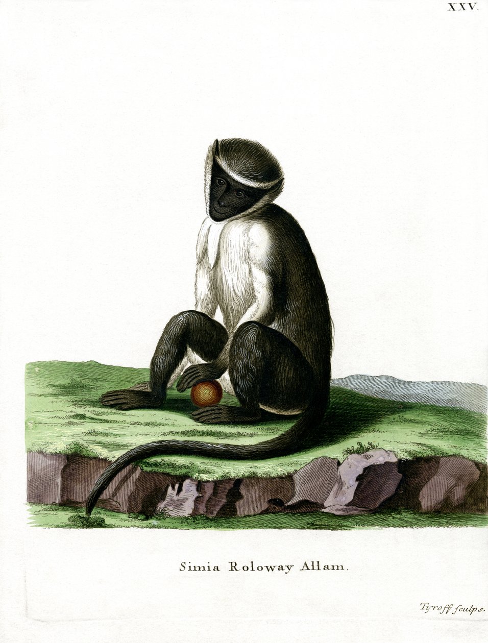 Roloway Guenon (kolorowy grawerunek) autorstwa German School