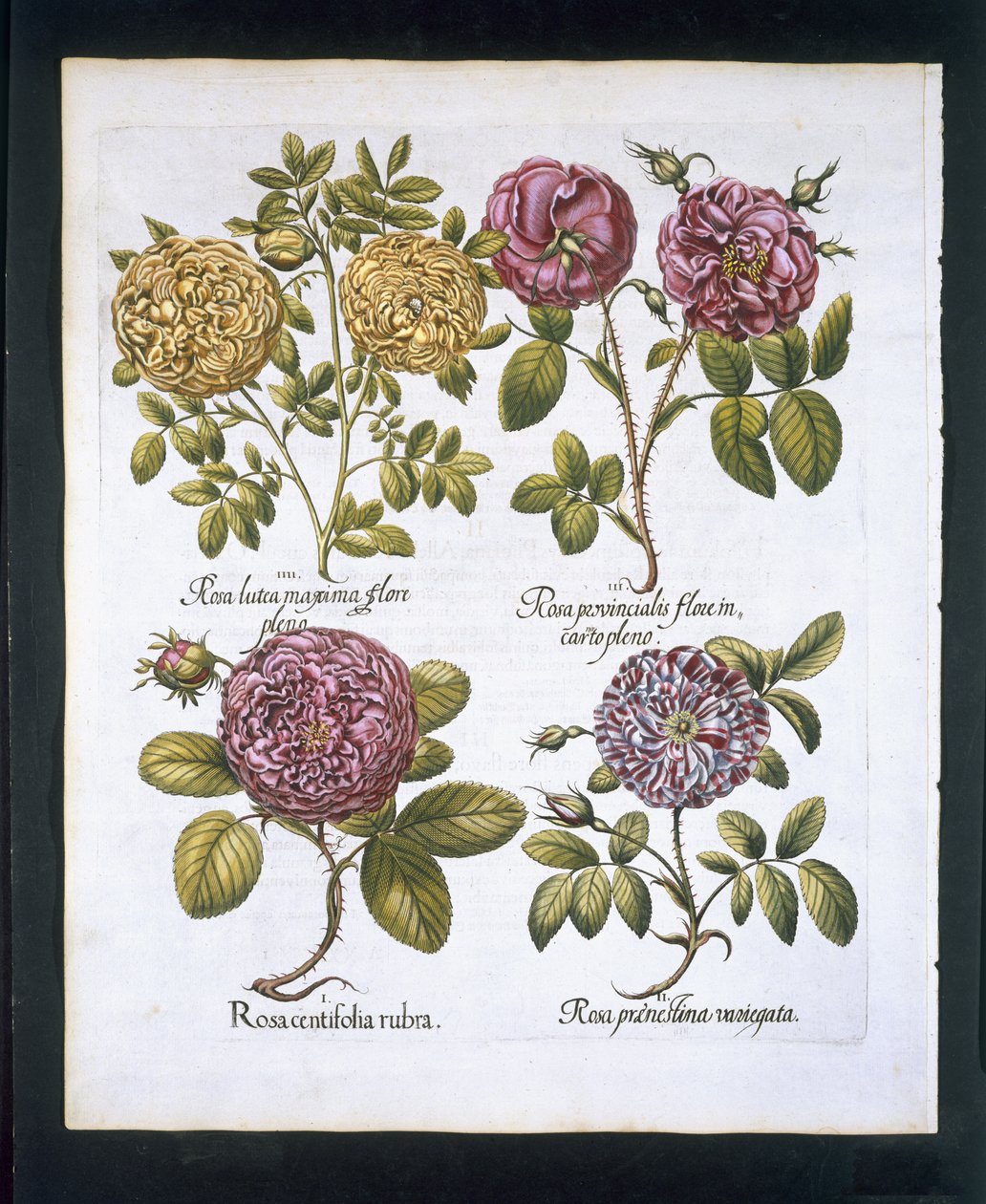 Róże, tablica 95 z Hortus Eystettensis by Basil Besler (1561-1629) wyd. 1613 (ręcznie kolorowane grawerowanie) autorstwa German School