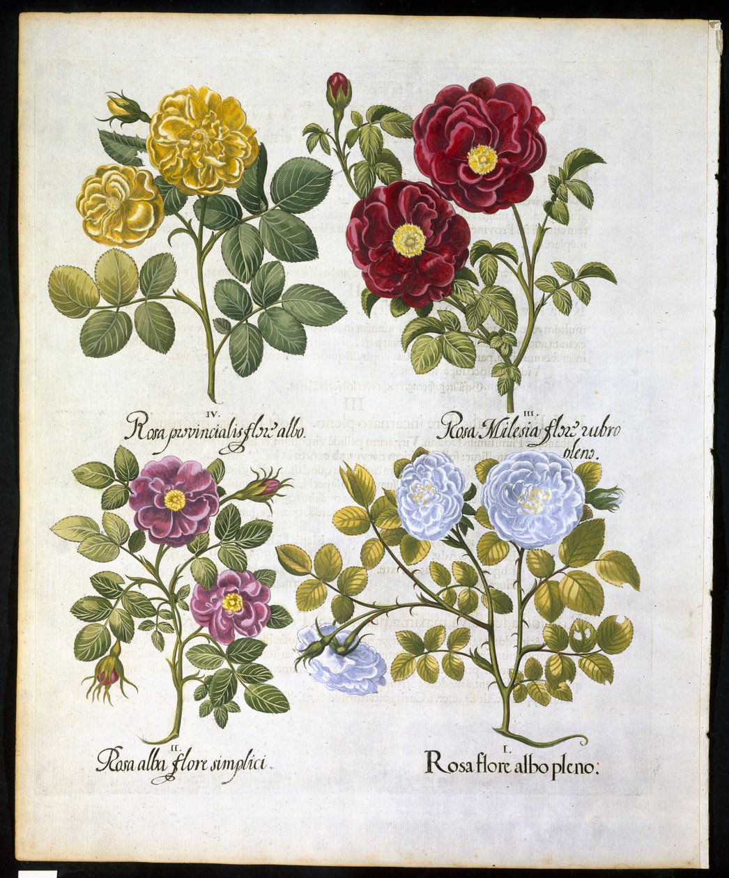 Róże, płyta 96 z Hortus Eystettemsis autorstwa Basila Beslera (1561-1629) pub w 1613 r. (rycina ręcznie kolorowana) autorstwa German School
