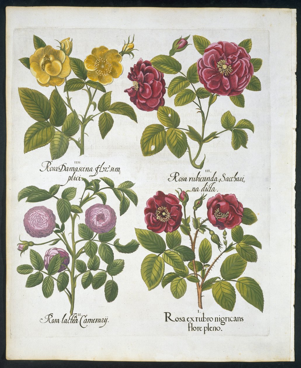 Róże, płyta 96 z Hortus Eystettensis autorstwa Basila Beslera (1561-1629) pub 1613 (ręcznie barwiony grawerunek) autorstwa German School