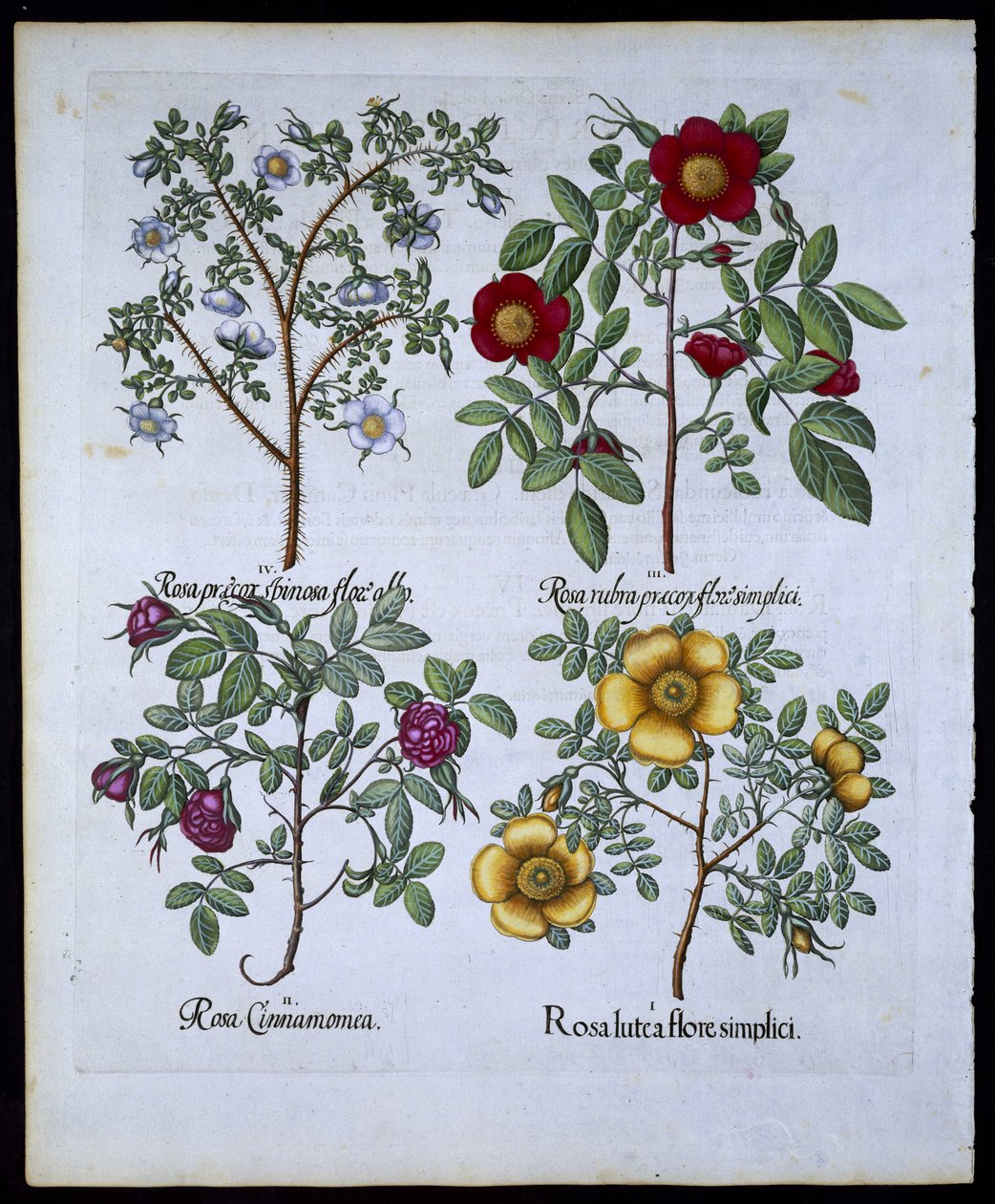 Róże, tablica 98 z Hortus Eystettensis autorstwa Basila Beslera (1561-1629) wyd. 1613 (ręcznie kolorowane grawerowanie) autorstwa German School