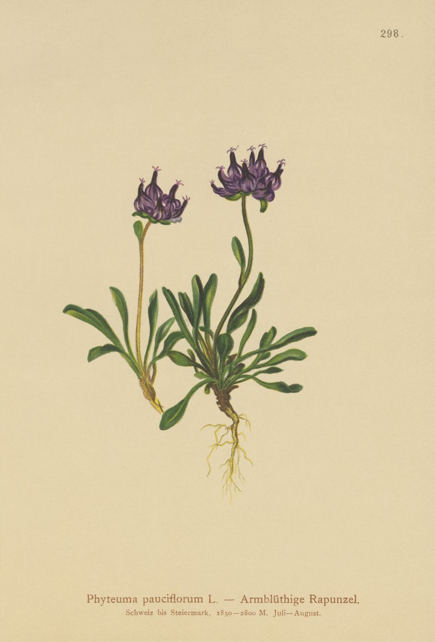 Rampion okrągłogłowy (Phyteuma pauciflorum, Rapunculus pauciflorus, Phyteuma globulariifolium) autorstwa German School