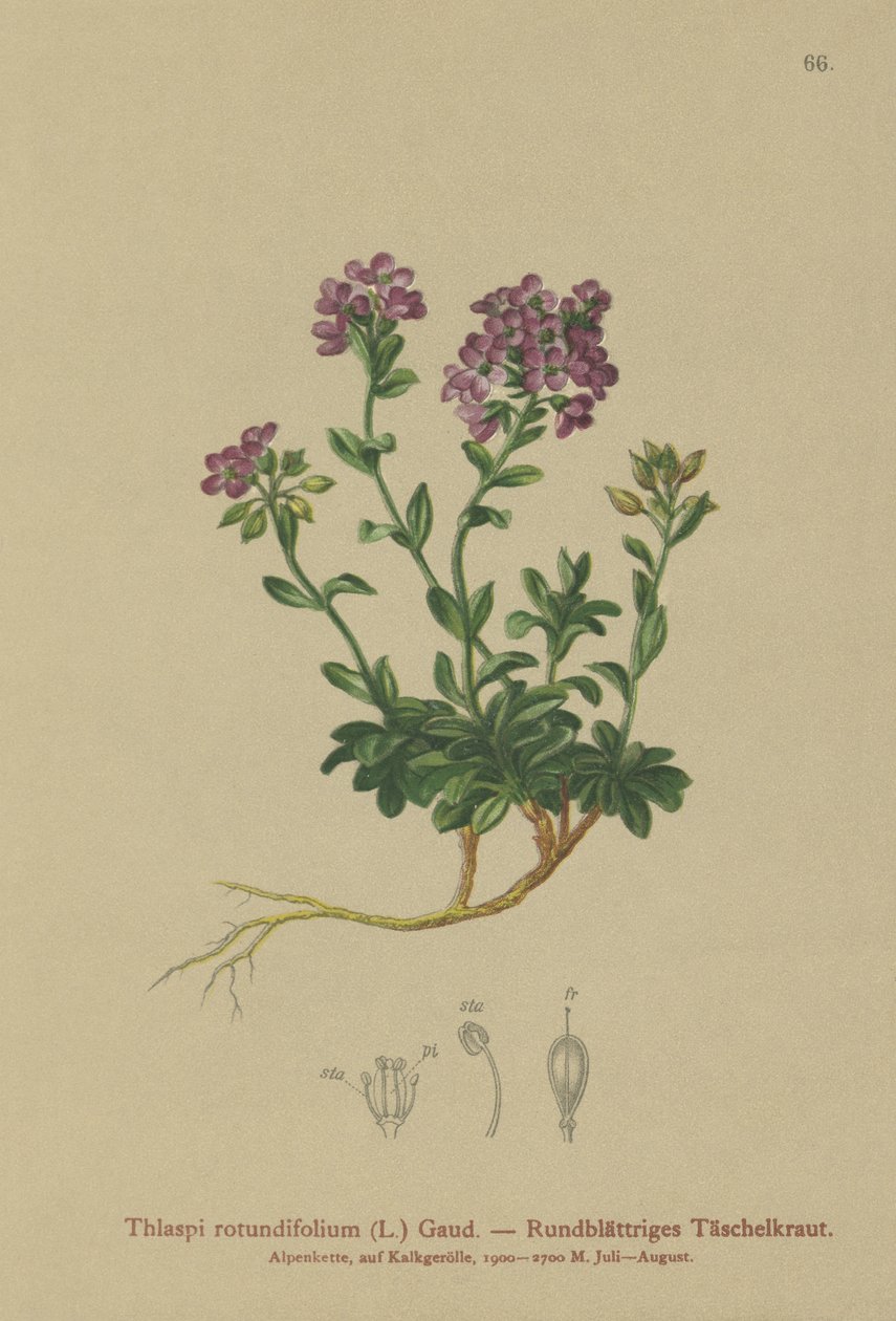 Wąkrotka okrągłolistna (Thlaspi rotundifolium, Nocaea rotundifolia, Thlaspi cepaeifolium subsp. rotundifolium) autorstwa German School