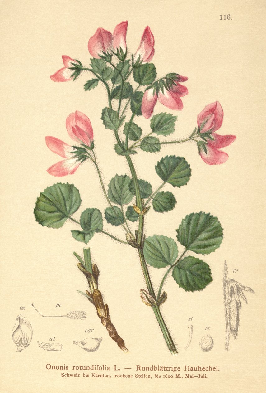 Restharrow okrągłolistny (Ononis rotundifolia, Ononis tribracteata) autorstwa German School