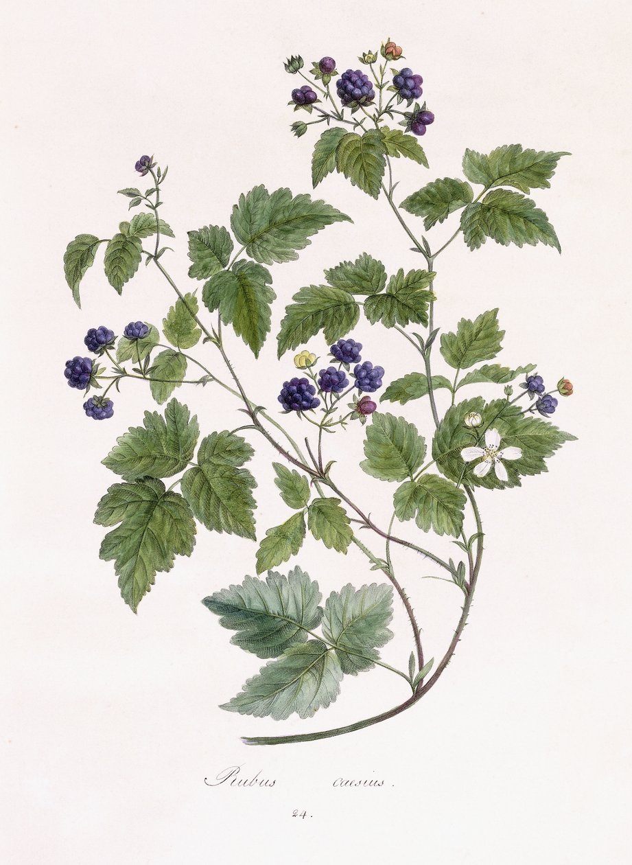Rubus caesius autorstwa German School