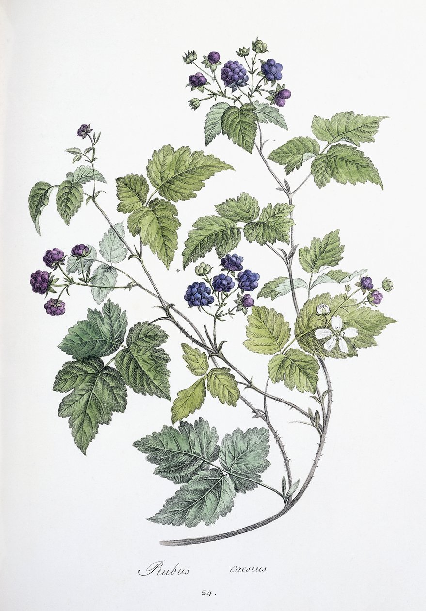 Rubus cezjusz, 1811-1818 autorstwa German School