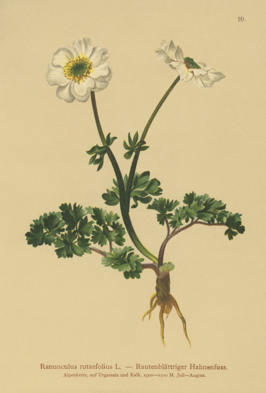 Crowfoot (Ranunculus rutaefolius) autorstwa German School