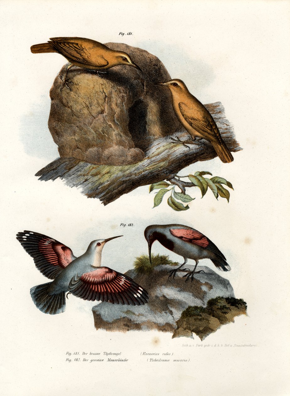 Rufous Hornero, 1864 autorstwa German School