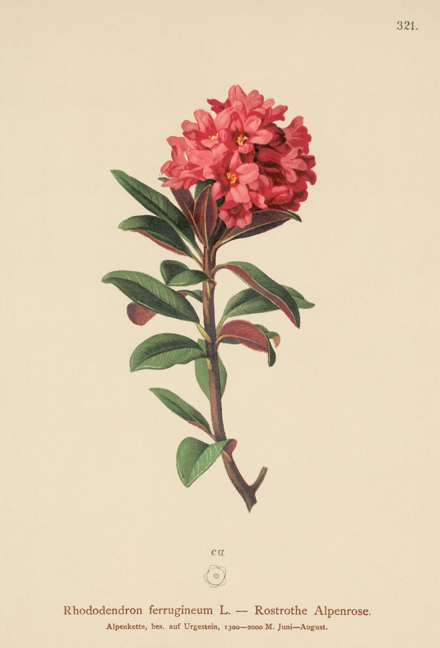 Alpenrose rdzawolistna (Rhododendron ferrugineum) autorstwa German School