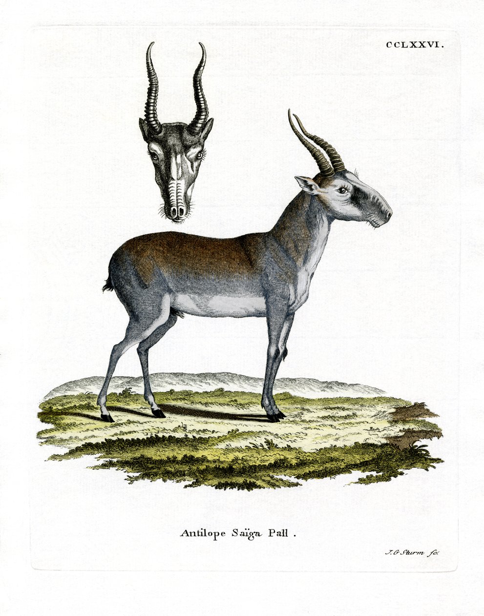 Saiga (kolorowy grawer) autorstwa German School