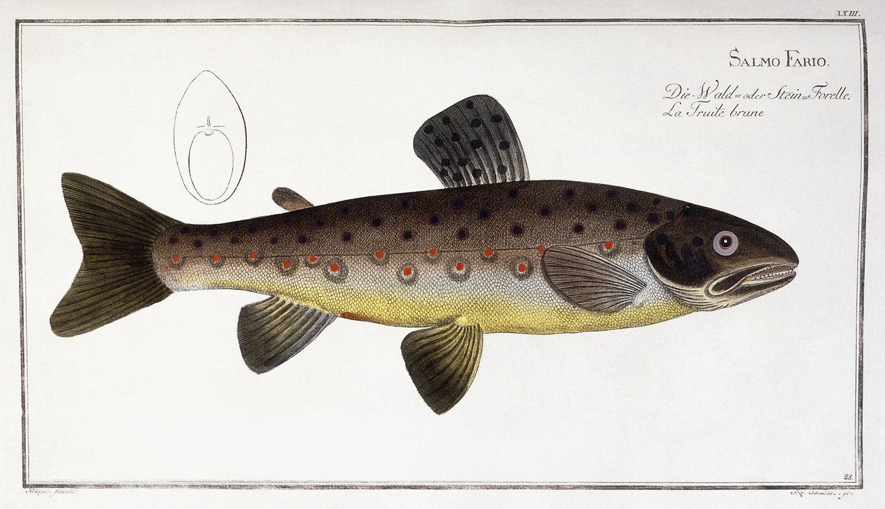 Salmo Fario autorstwa German School