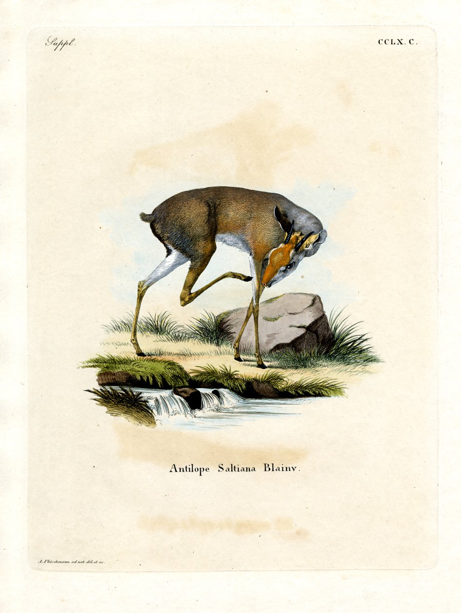 Dikdik soli (kolorowy grawer) autorstwa German School