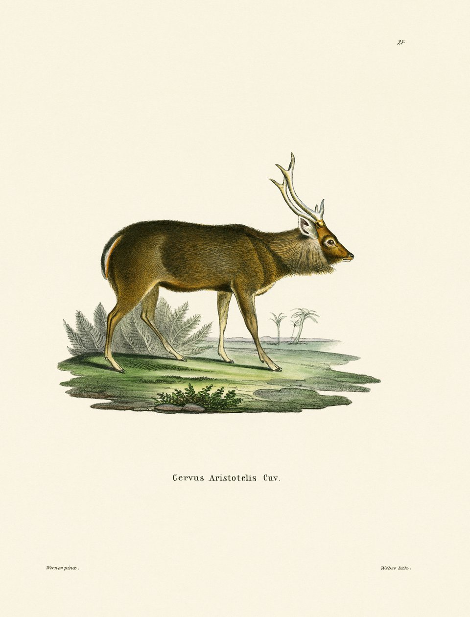 Sambar (kolorowy grawer) autorstwa German School