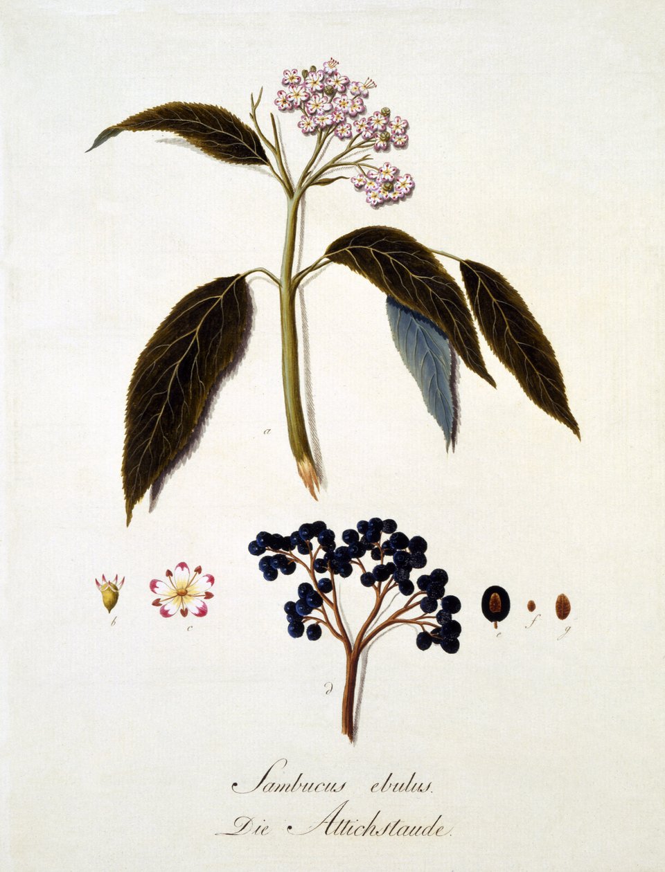 Sambucus Ebulus, z „Kompleksowej pracy nad wszystkimi gatunkami drewna” Johanna Daniela von Reittera, opublikowane 1803-05 (kolorowa grawerunek) autorstwa German School