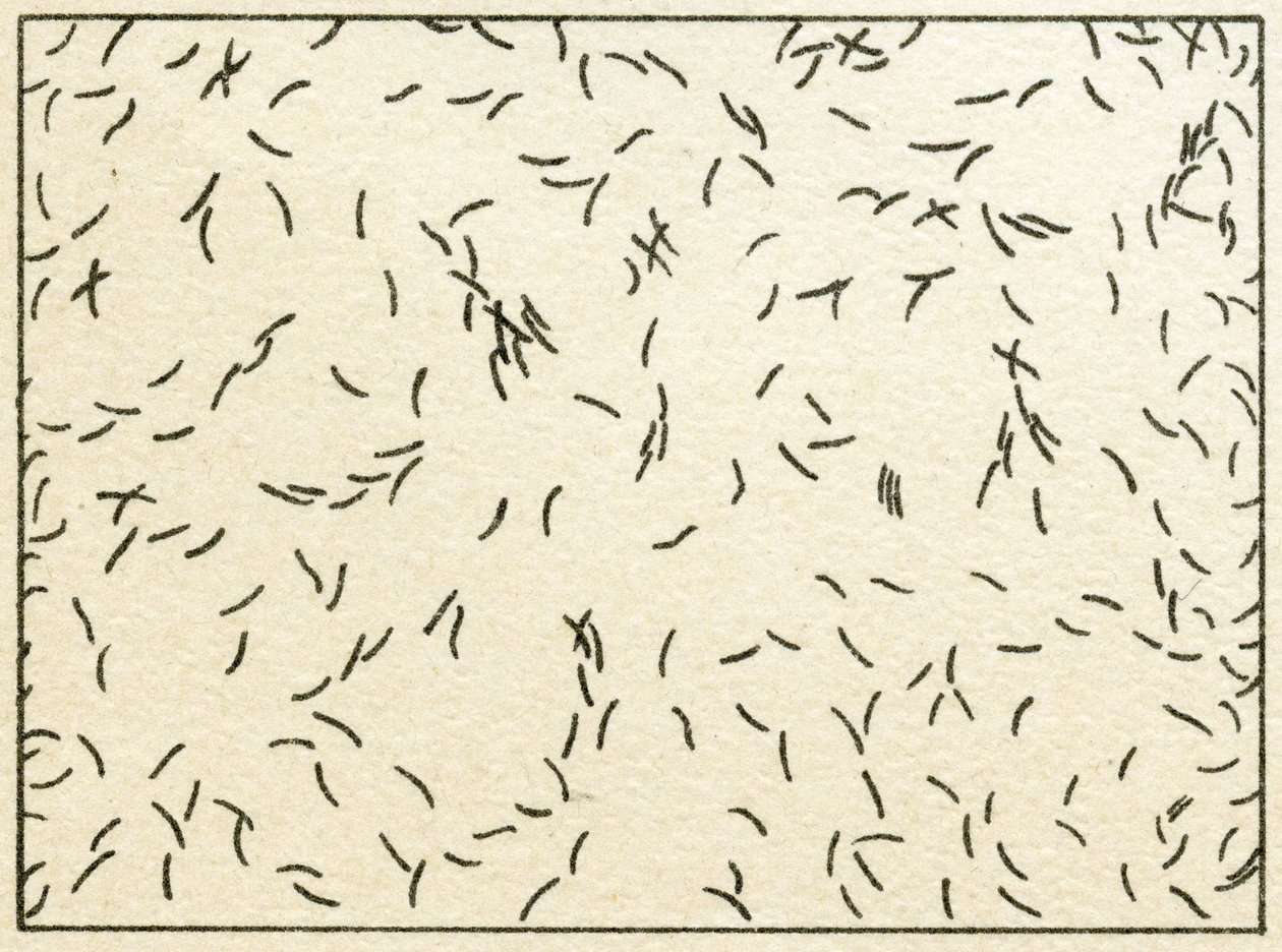 Próbka bakterii w wodzie z kranu ok. 1890 r. (chromolitografia kolorowa) autorstwa German School