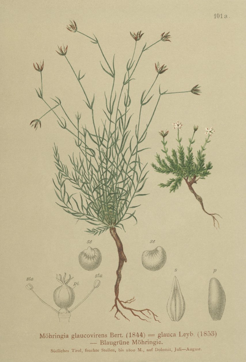 Sandwort (Moehringia glaucovirens, Möhringia glaucovirens, Möhringia glauca, Moehringia glauca, Arenaria glaucovirens) autorstwa German School