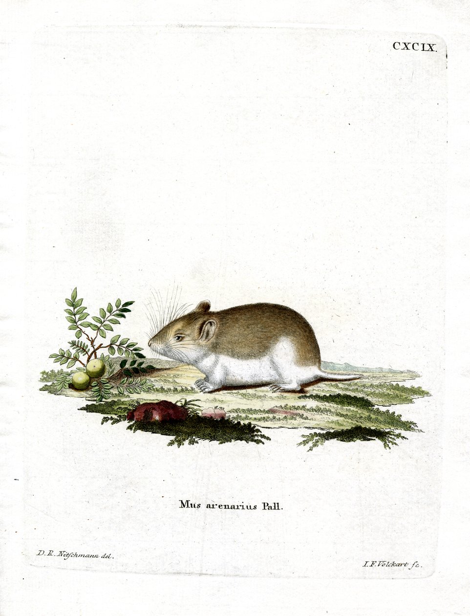 Sandy Mole Rat (kolorowy grawerunek) autorstwa German School