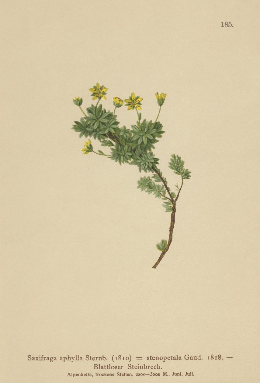 Saxifraga (Saxifraga aphylla, Saxifraga stenopetala) autorstwa German School