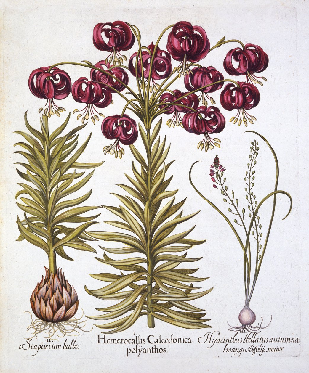 Scarlet Turks Cap Lily i Scilla Autumnalis, z Hortus Eystettensis, Basil Besler (1561-1629), wyd. 1613 (grawerowanie ręcznie kolorowane) autorstwa German School