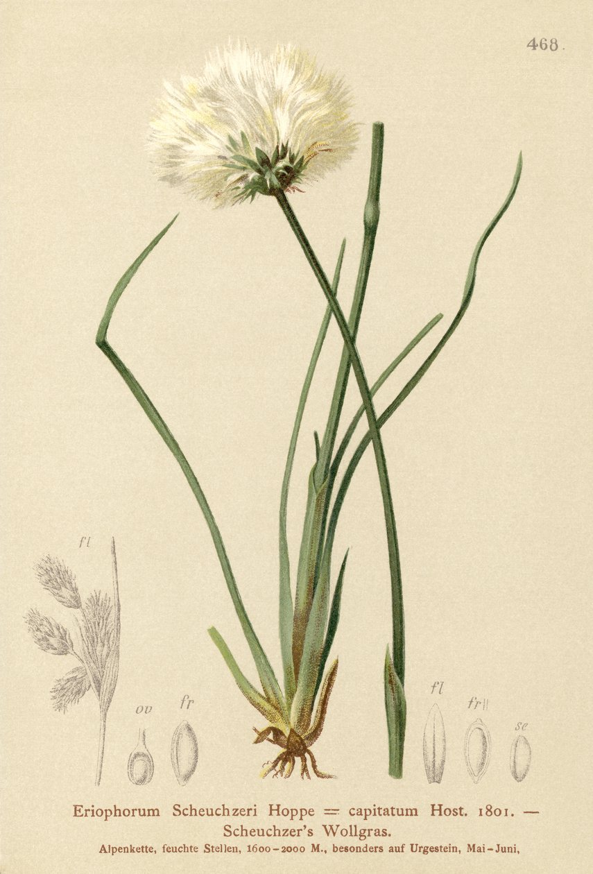 Scheuchzers Bawełna zwyczajna (Eriophorum Scheuchzeri, Eriophorum capitatum) autorstwa German School