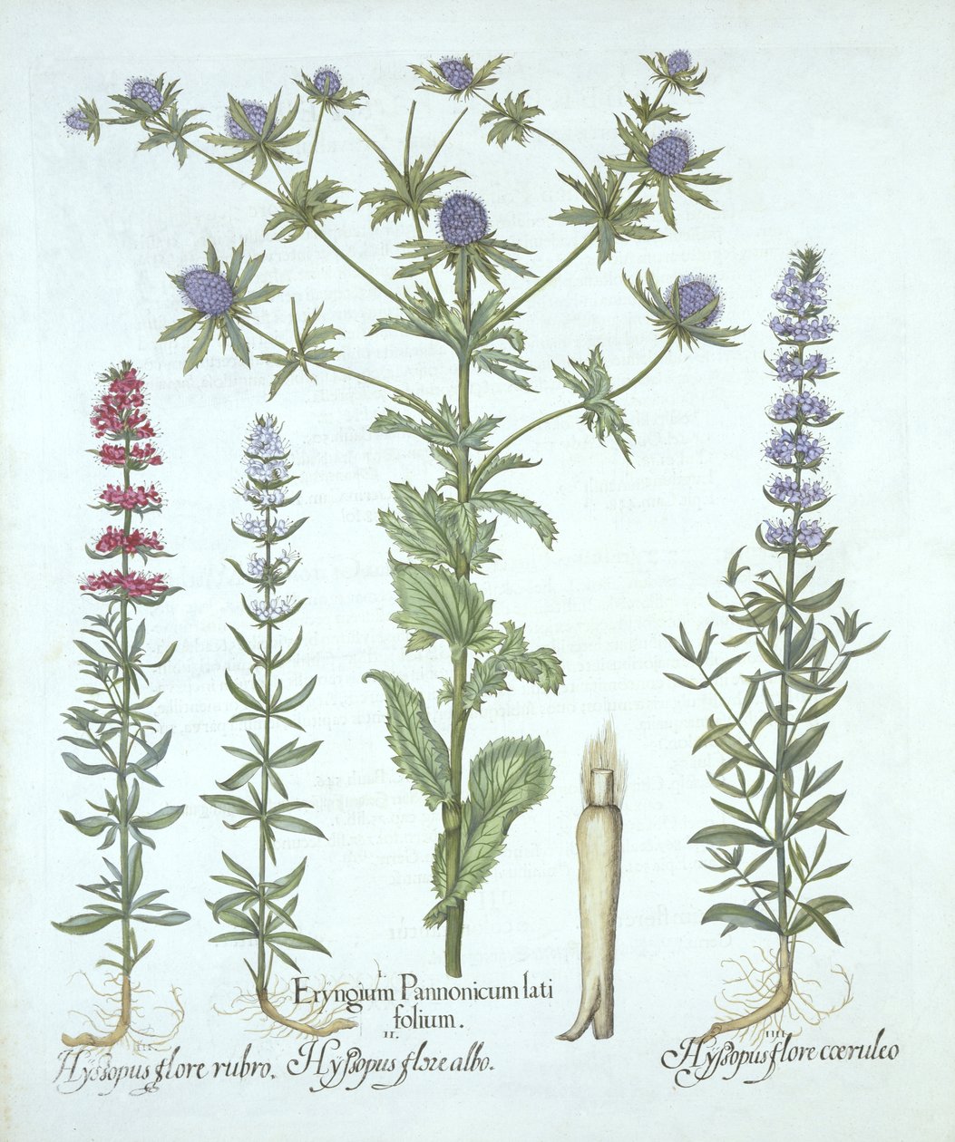 Ostrokrzew i trzy rodzaje hizopu, z Hortus Eystettensis, Basil Besler (1561-1629), wyd. 1613 (grawerowanie ręcznie kolorowane) autorstwa German School