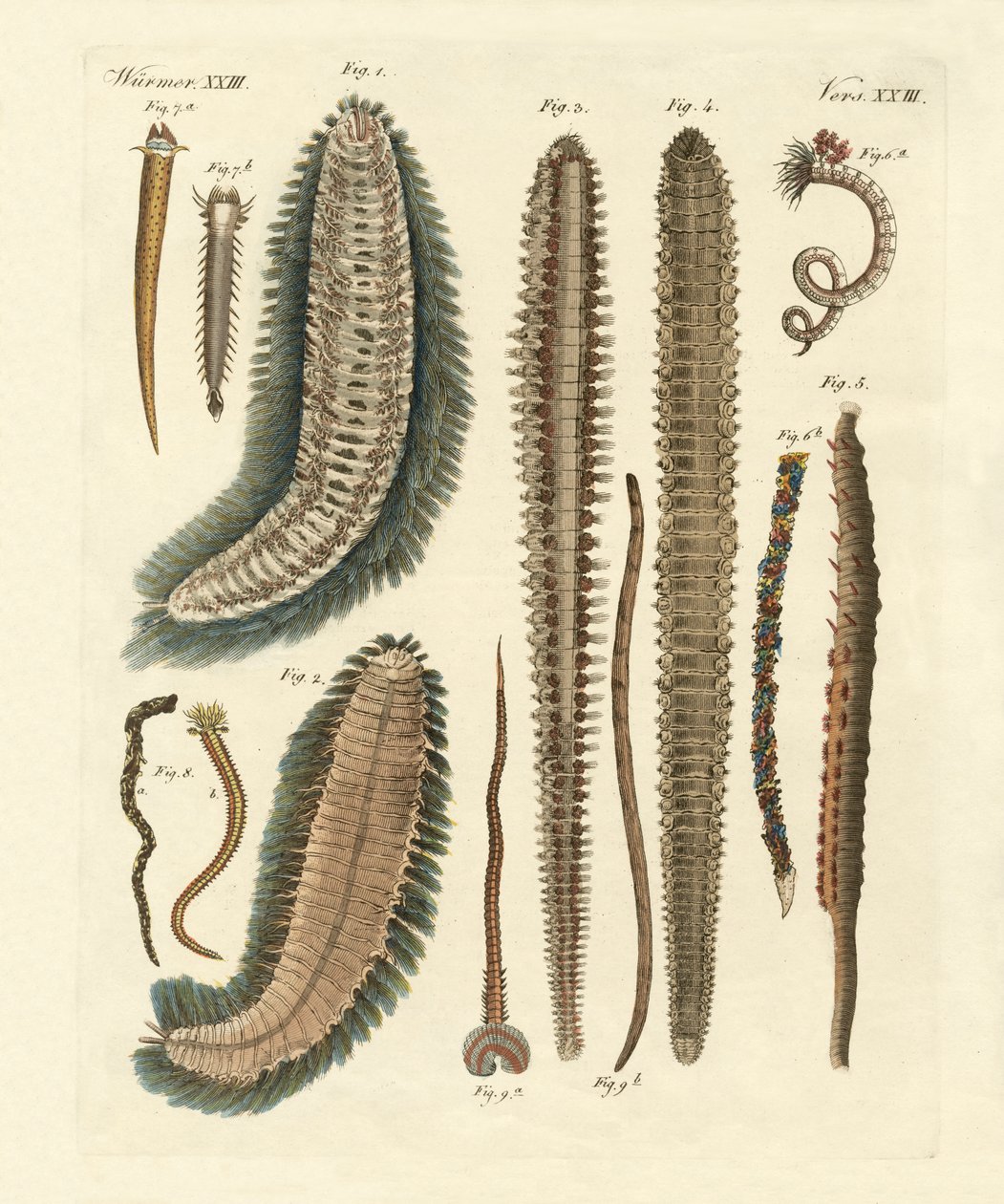 Seaworms (kolorowy grawerunek) autorstwa German School