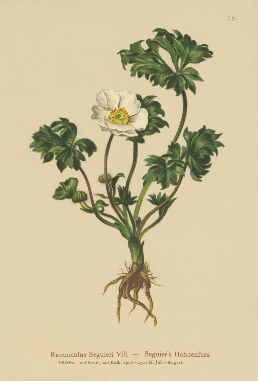 Bażyna Seguierów (Ranunculus Seguieri) autorstwa German School