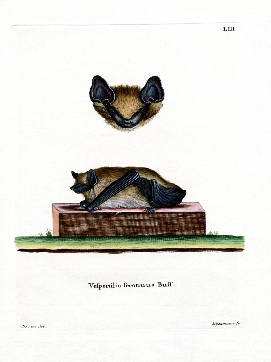 Serotine Bat (kolorowy grawerunek) autorstwa German School