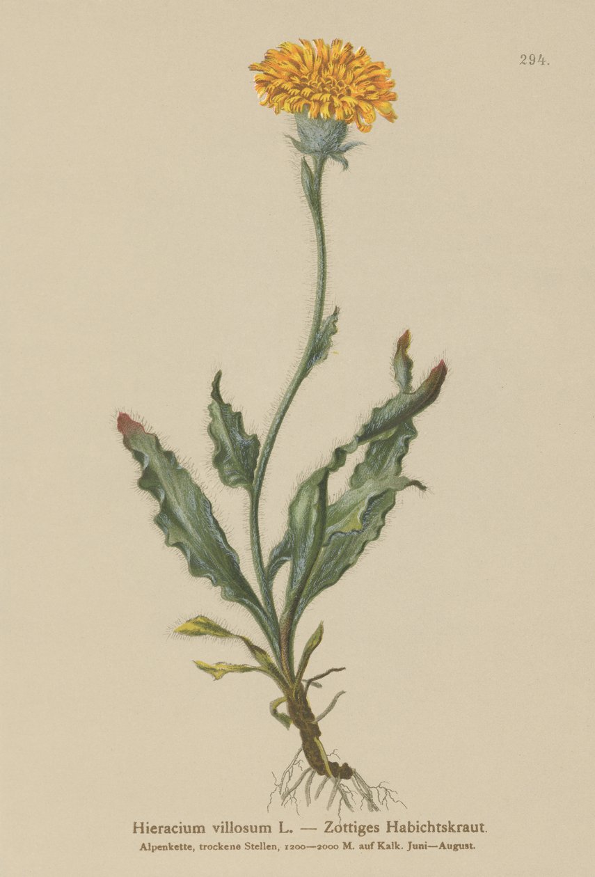 Kudłaty Jastrzębiowiec (Hieracium villosum) autorstwa German School