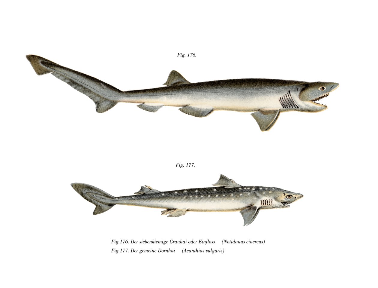 Sharpnose Sevengill Shark (kolor lito) autorstwa German School