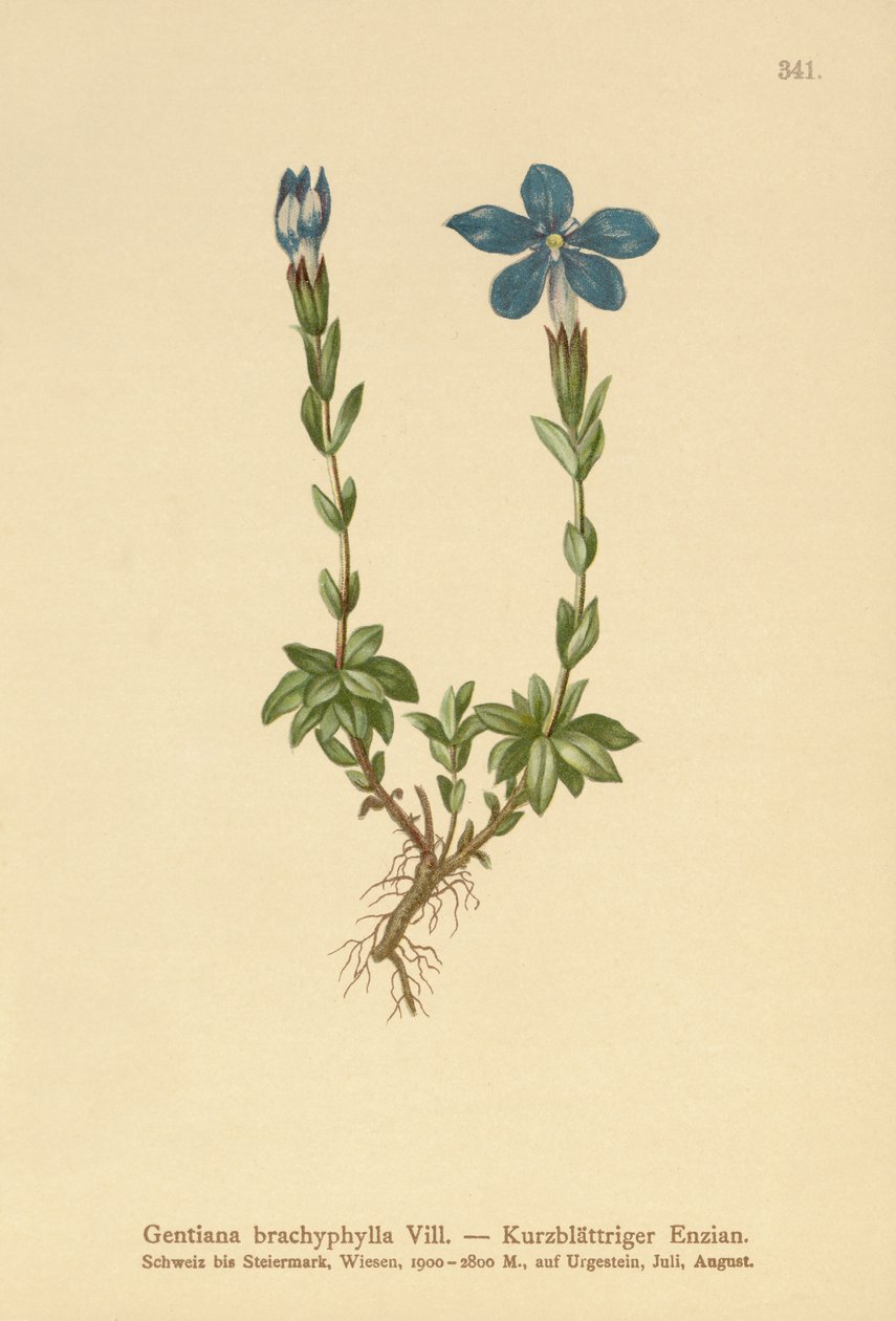 Goryczka krótkolistna (Gentiana brachyphylla) autorstwa German School