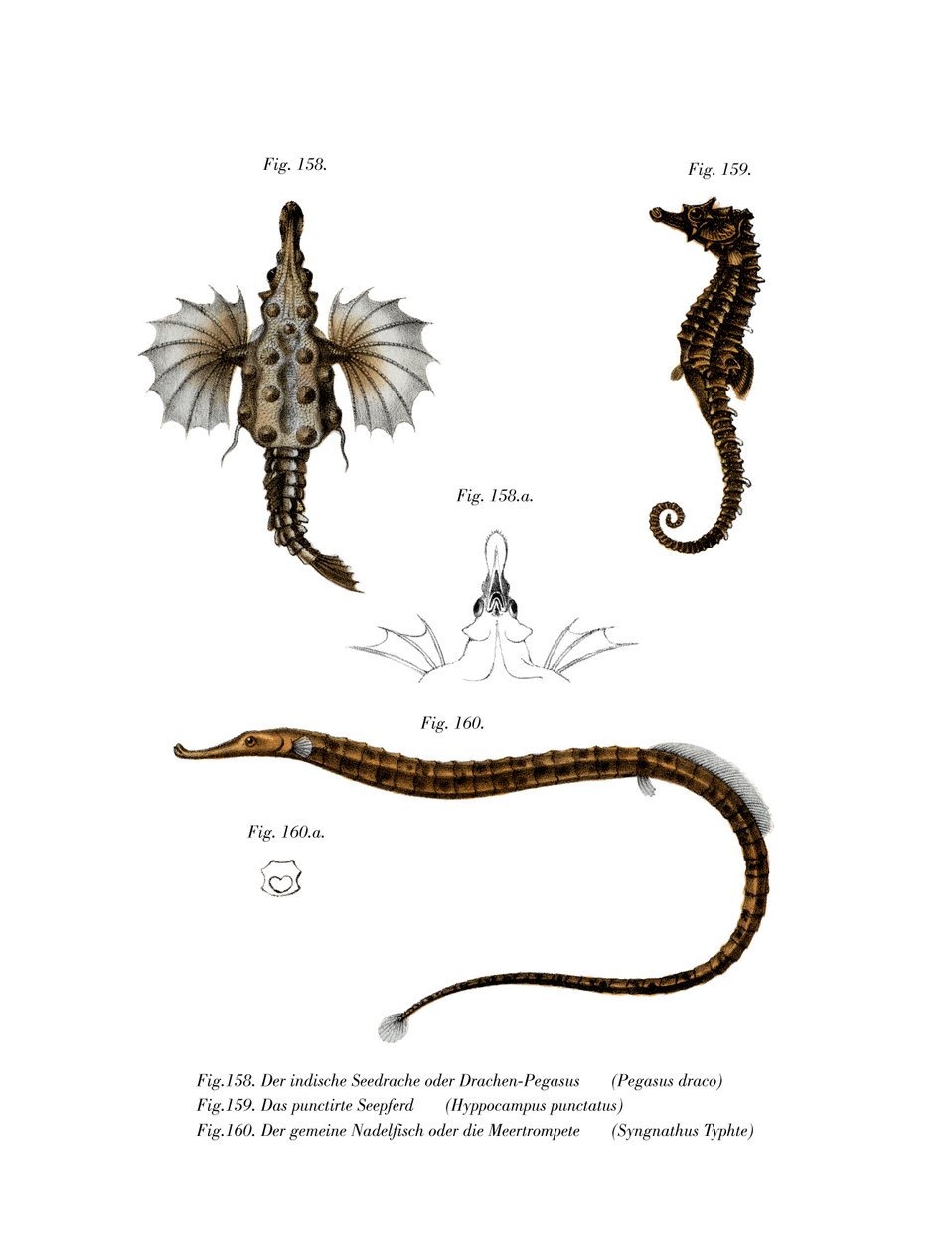Short Dragonfish (kolor lito) autorstwa German School