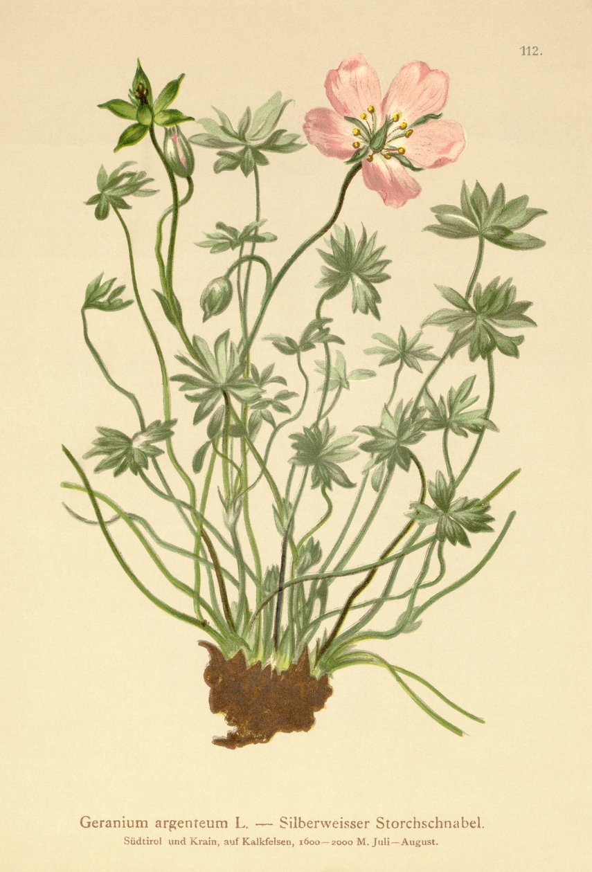 Dziób srebrzysty żurawi (Geranium argenteum) autorstwa German School