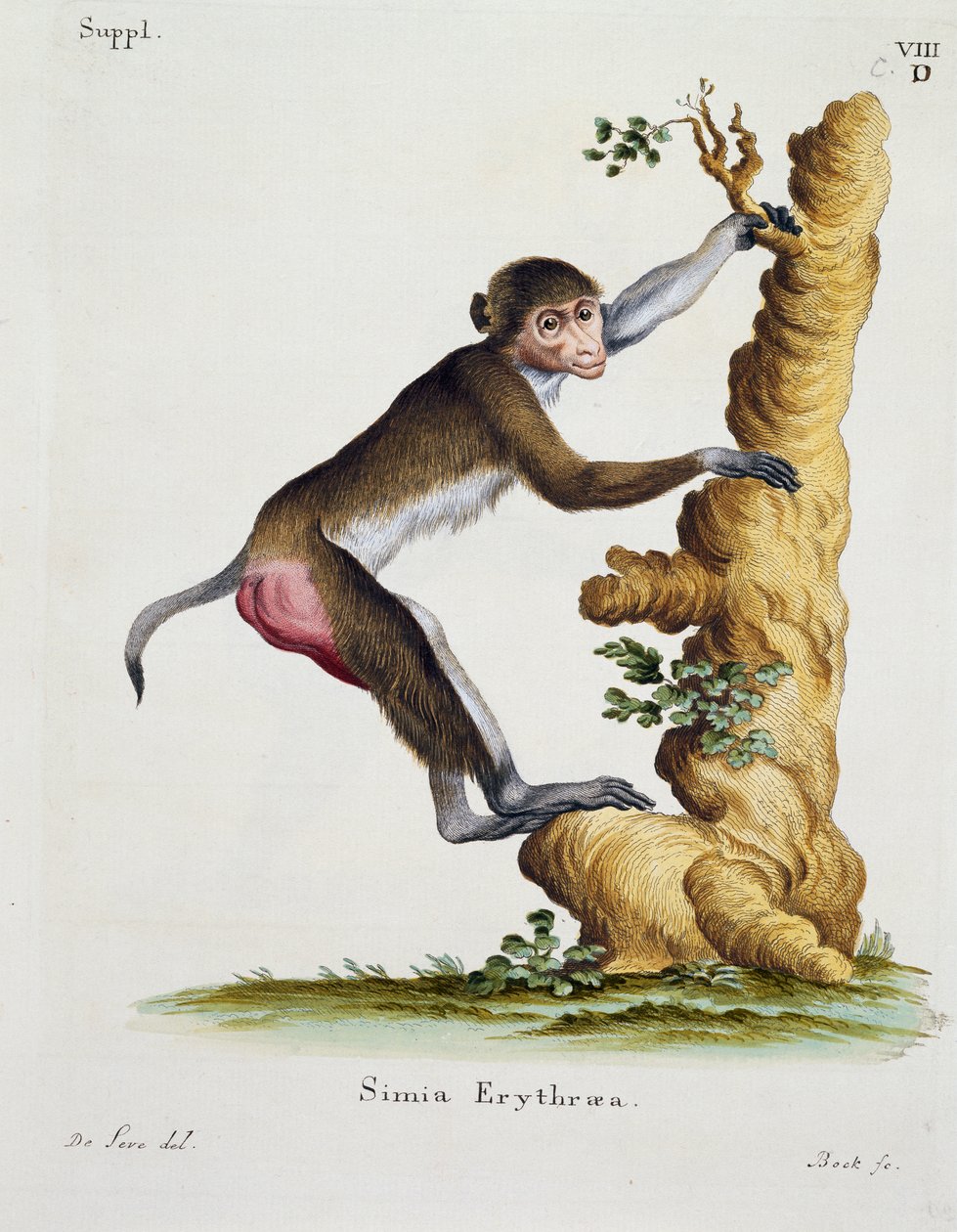 Simia erythraea, z Mammals ilustrowany z natury z opisami, Johann Christian Daniel von Schreber (1739-1810), rycina IC Bock wg rysunku De Seve autorstwa German School