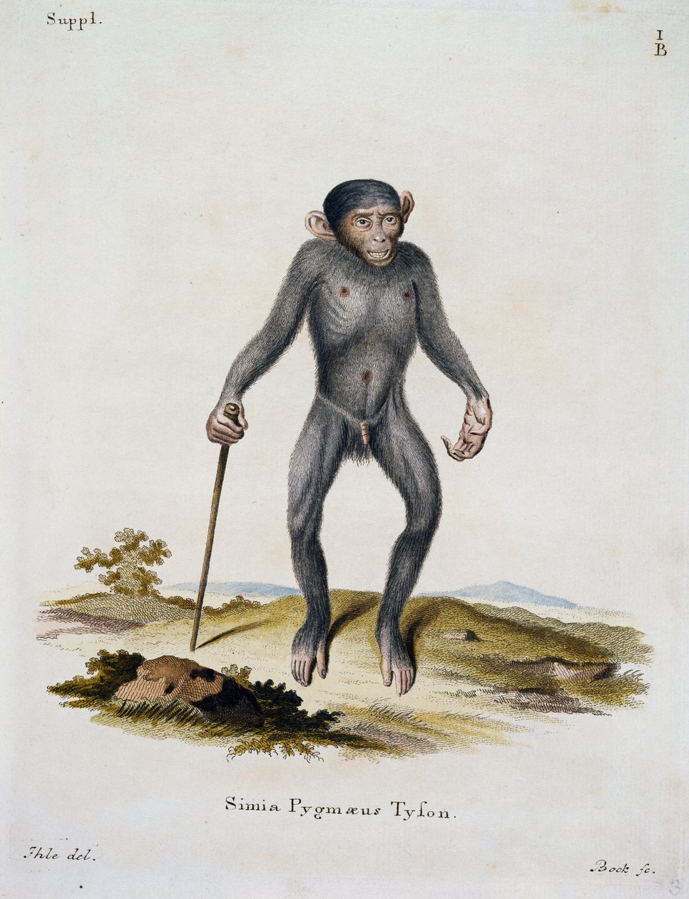 Simia pygmaeus, z Mammals ilustrowany z natury z opisami, Johann Christian Daniel von Schreber (1739-1810), rycina IC Bock, Niemcy autorstwa German School