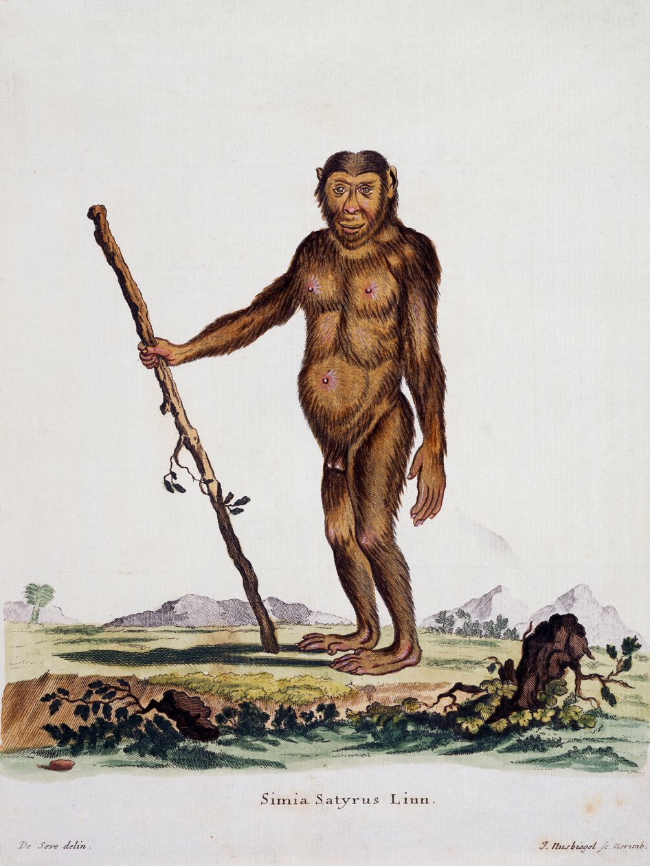 Simia satyrus, z Ssaki ilustrowane z natury z opisami, Johann Christian Daniel von Schreber (1739-1810), rycina I Nusbiegel wg rysunku De Seve, Niemcy autorstwa German School
