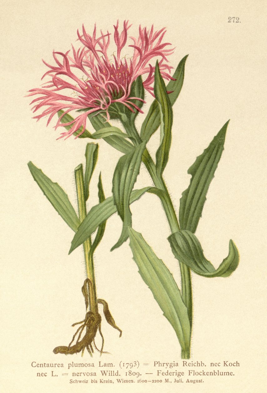 Rzęsak jednokwiatowy (Centaurea plumosa, Centaurea Phrygia, Centaurea nervosa, Centaurea uniflora) autorstwa German School
