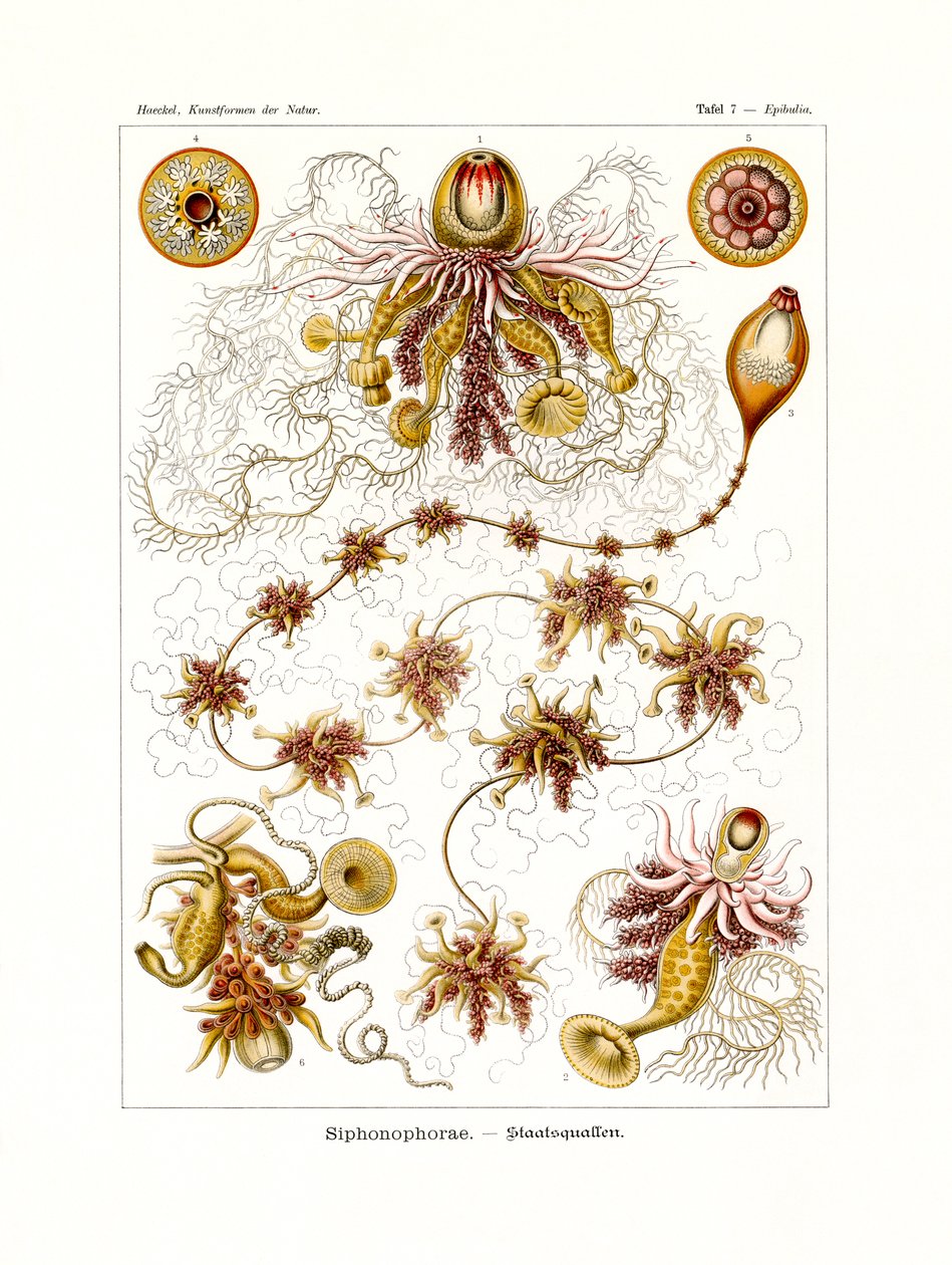 Siphonophorae, 1899-1904 autorstwa German School