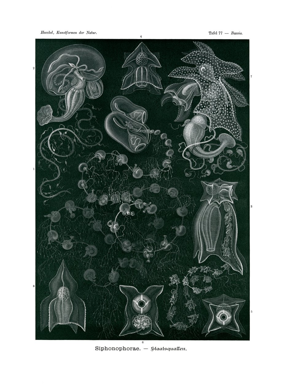 Siphonophorae, 1899-1904 autorstwa German School