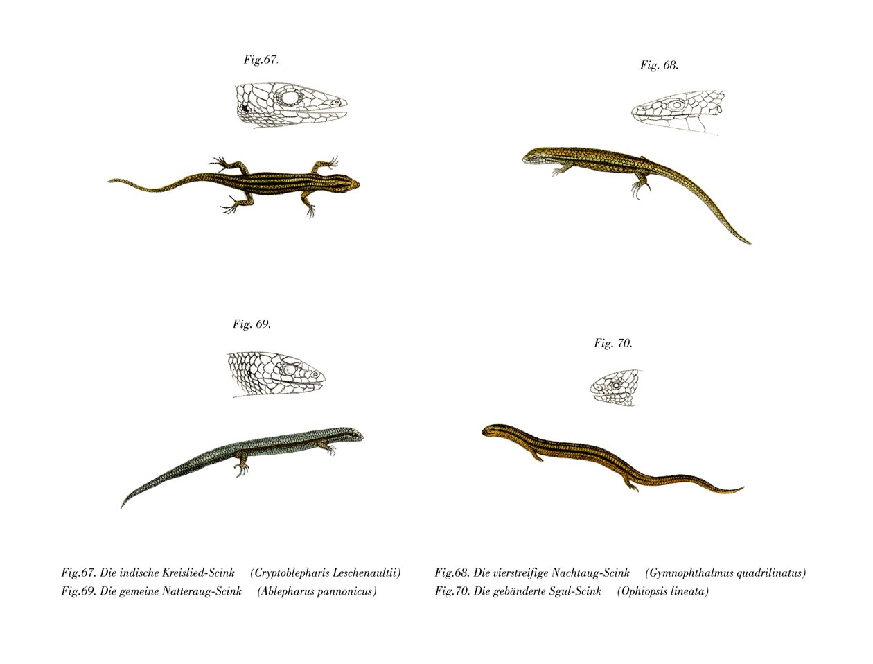 Skink (kolor lito) autorstwa German School