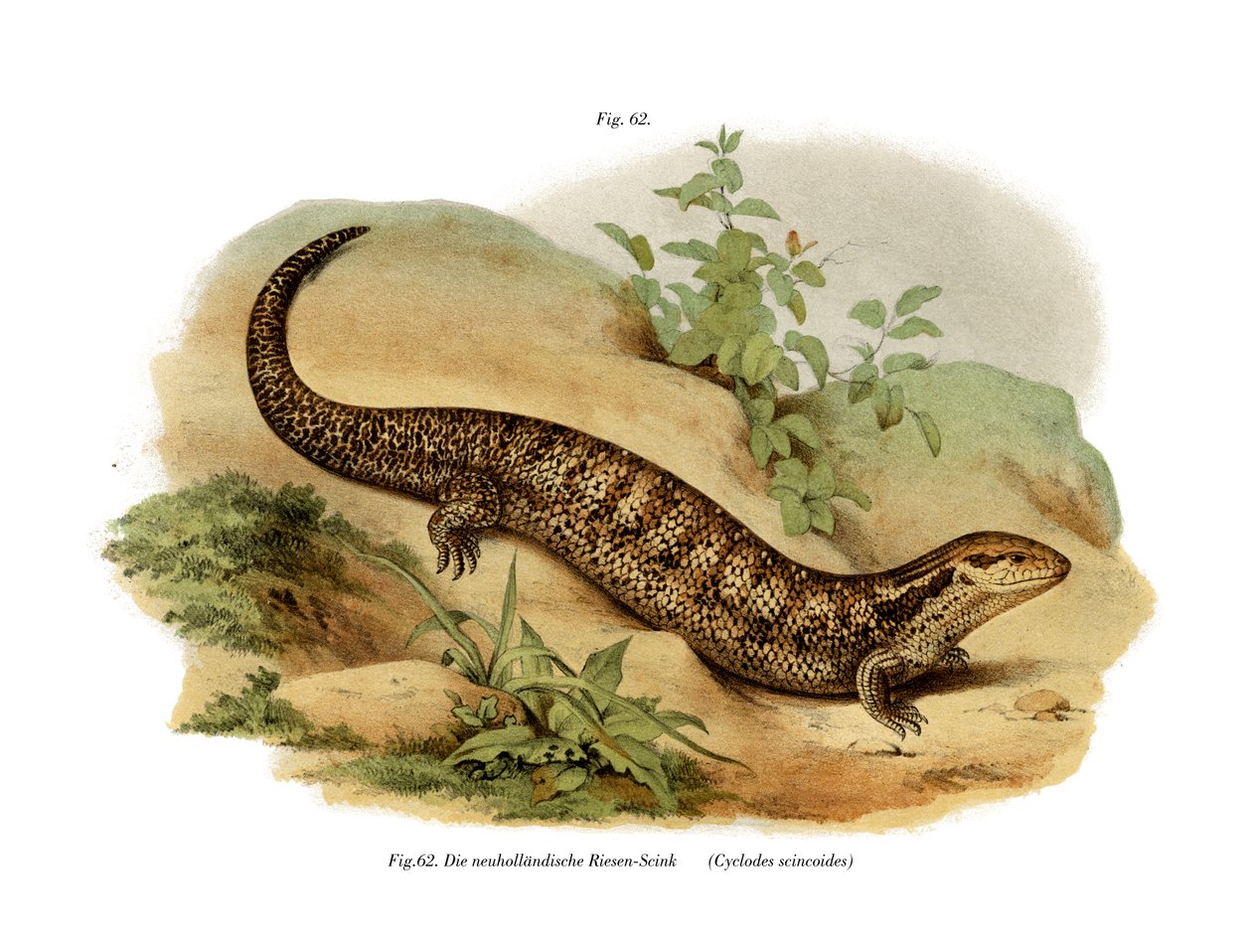 Skink (kolor lito) autorstwa German School