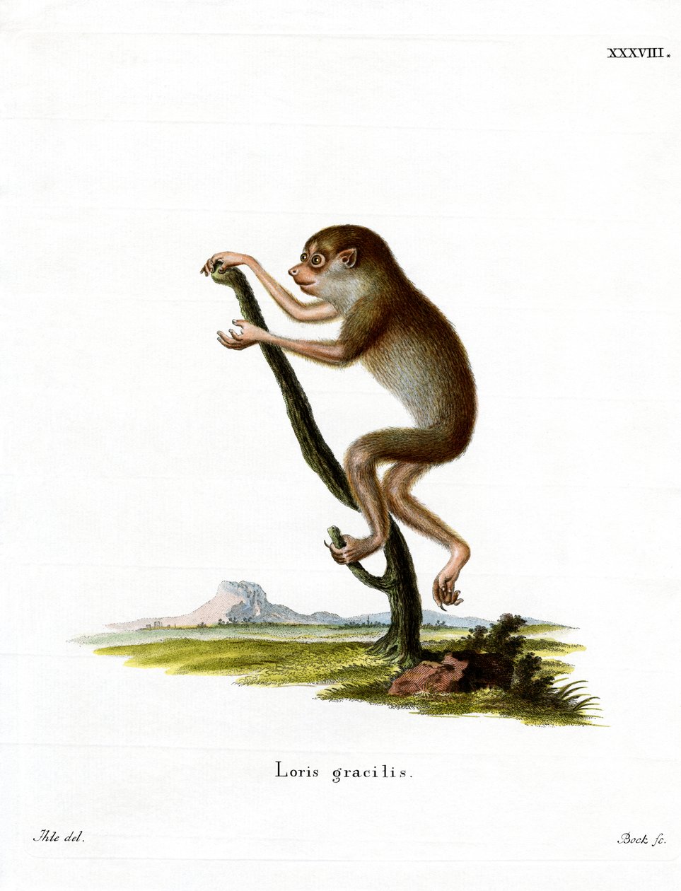 Slender Loris (kolorowy grawer) autorstwa German School