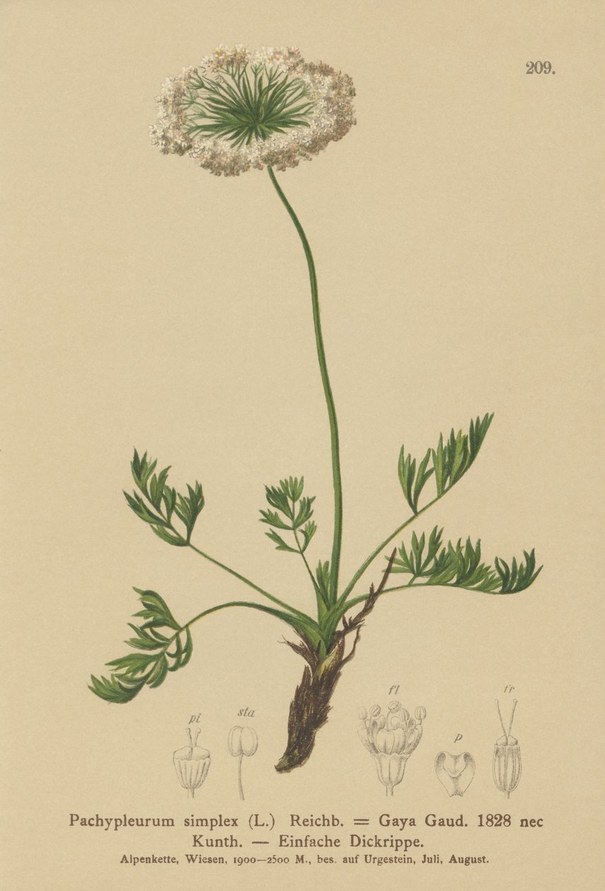 Lubczyk alpejski mały (Pachypleurum mutellinoides, Pachypleurum simplex, Pachypleurum alpinum, Pachypleurum simplex, Neogaya simplex, Gaya simplex, Ligusticum simplex) autorstwa German School