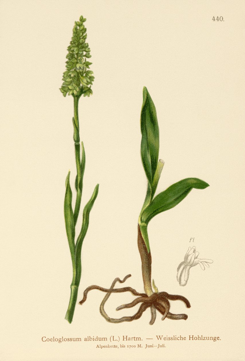 Mała biała orchidea (Satyrium albidum, Coeloglossum albidum, Leucorchis albida, Bicchia albida, Pseudorchis albida) autorstwa German School