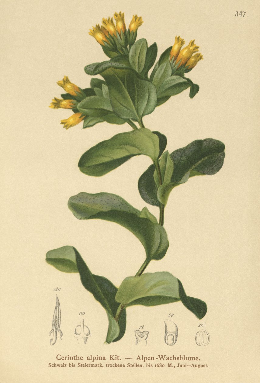 Miodownik gładki (Cerinthe alpina, Cerinthe glabra subsp. glabra) autorstwa German School