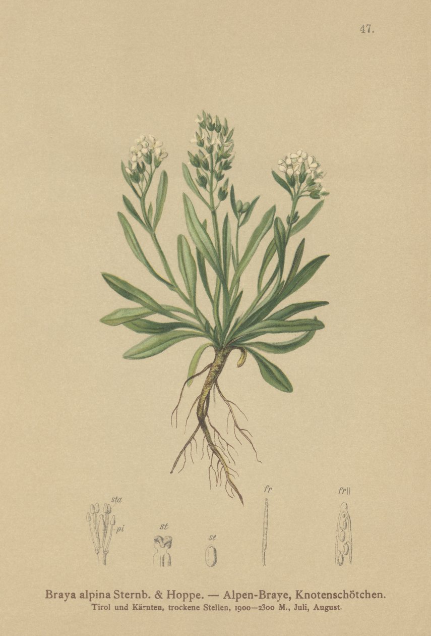 Gładka rzeżucha północna (Braya alpina, Sisymbrium alpinum) autorstwa German School