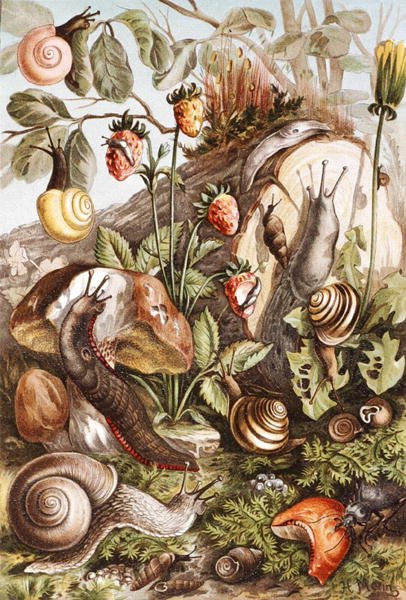 Ślimaki, płyta z "Brehms Tierleben: Allgemeine Kunde des Tierreichs", t.10, s.336, wyd. Bibliographisches Institut autorstwa German School