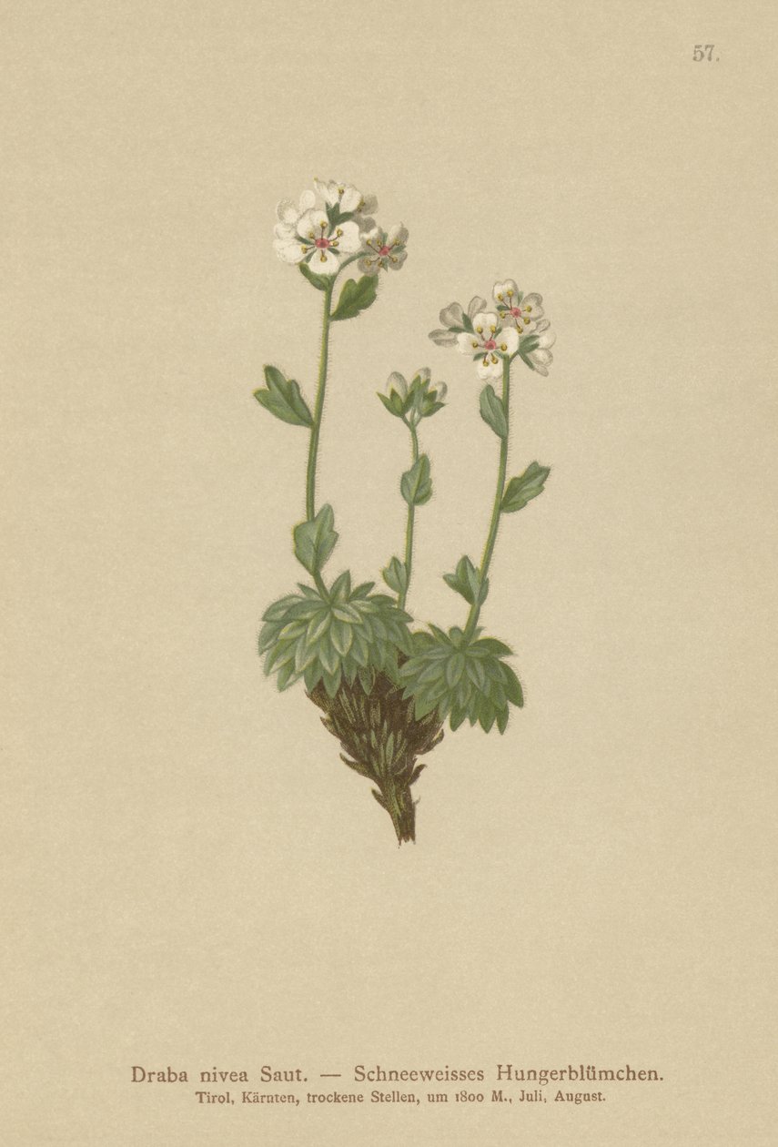 Śnieżnobiała trawa Whitlow (Draba nivea) autorstwa German School